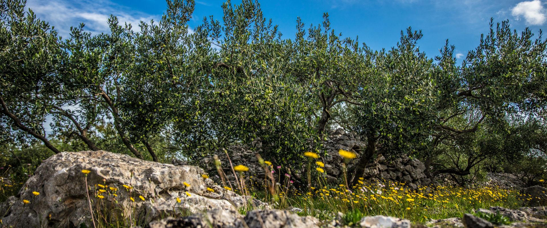 Uliveto in fiore tra la Valle del Sele a Le Terre di Polidoro, Oliveto Citra