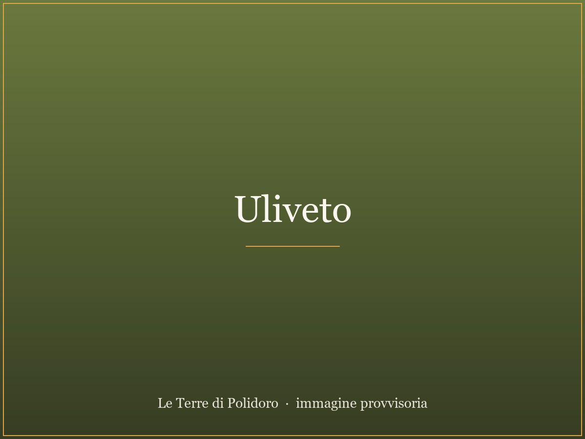 Dettaglio di un antico uliveto a Le Terre di Polidoro